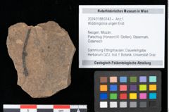 Foto (Objekt + Etikett) von Widdringtonia ungeri Endl. (NHMW-GEO-2024-0188-0143)